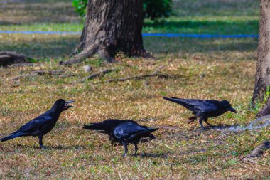 Genel parkta Kara Karga kapatın. Corvus corone, bahçedeki ortak Kara Karga.