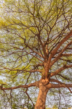 Terminalia ivorensis ağacının yaprak yeşil arka plan. Terminalia ivorensis Chev ağaç görünümü altında.