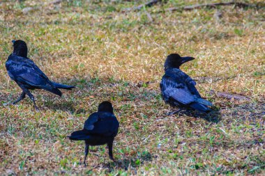 Genel parkta Kara Karga kapatın. Corvus corone, bahçedeki ortak Kara Karga.