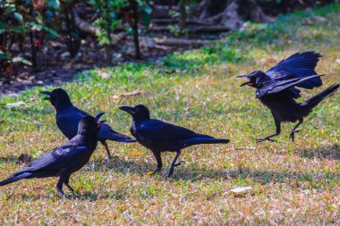 Genel parkta Kara Karga kapatın. Corvus corone, bahçedeki ortak Kara Karga.