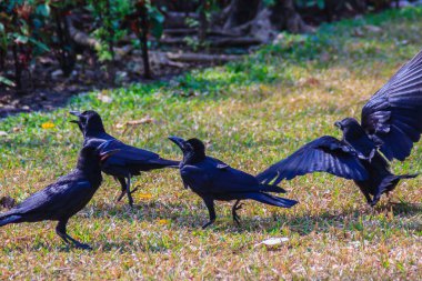 Genel parkta Kara Karga kapatın. Corvus corone, bahçedeki ortak Kara Karga.