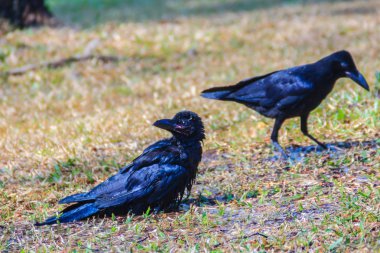 Genel parkta Kara Karga kapatın. Corvus corone, bahçedeki ortak Kara Karga.