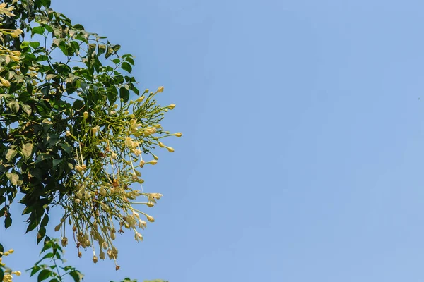 美しいインド コルク Millingtonia タニウツギ畑作 木の花 コルク木 インド コルク Millingtonia タニウツギ — ストック写真