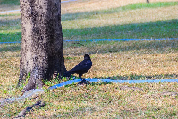 Nahaufnahme Schwarzer Krähen Öffentlichen Park Corvus Corone Schwarze Krähe Garten — Stockfoto