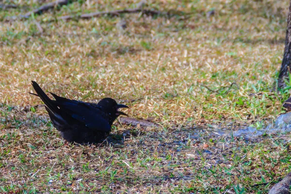 Genel Parkta Kara Karga Kapatın Corvus Corone Bahçedeki Ortak Kara — Stok fotoğraf