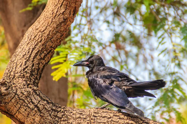 Chiudi Corvo Nero Nel Parco Pubblico Corvus Corone Comune Corvo — Foto Stock