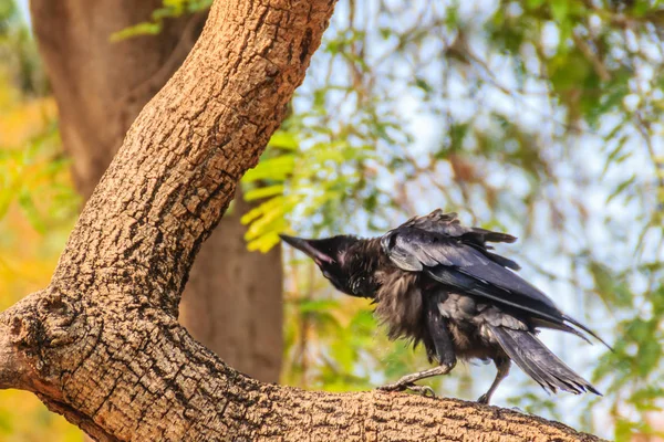Chiudi Corvo Nero Nel Parco Pubblico Corvus Corone Comune Corvo — Foto Stock