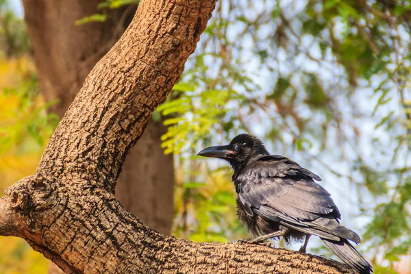 Close Black Crow Public Park Corvus Corone Common Black Crow — Stock Photo, Image