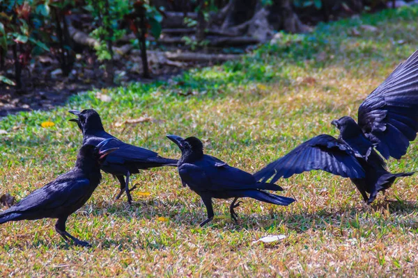 Закрыть Черную Ворону Парке Corvus Corone Обыкновенная Черная Крова Саду — стоковое фото