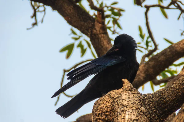 Close Black Crow Public Park Corvus Corone Common Black Crow — Stock Photo, Image