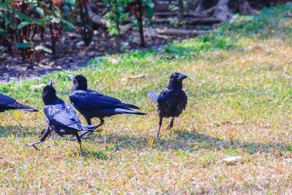 Cerca Cuervo Negro Parque Público Corvus Corone Cuervo Negro Común — Foto de Stock