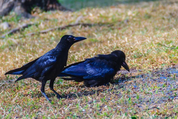 Chiudi Corvo Nero Nel Parco Pubblico Corvus Corone Comune Corvo — Foto Stock