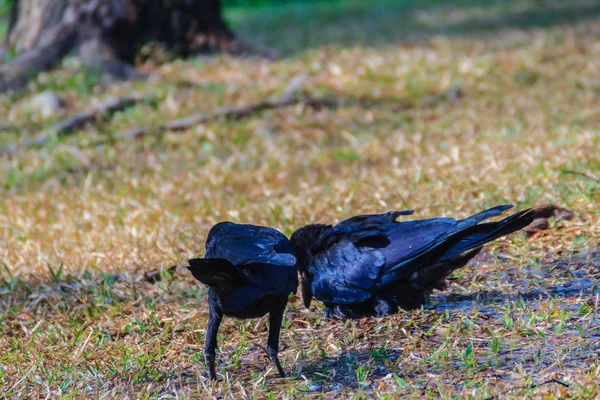 Chiudi Corvo Nero Nel Parco Pubblico Corvus Corone Comune Corvo — Foto Stock