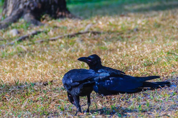 Nahaufnahme Schwarzer Krähen Öffentlichen Park Corvus Corone Schwarze Krähe Garten — Stockfoto