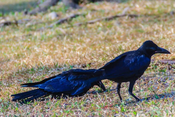 Nahaufnahme Schwarzer Krähen Öffentlichen Park Corvus Corone Schwarze Krähe Garten — Stockfoto