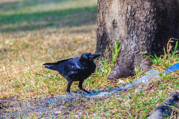 Chiudi Corvo Nero Nel Parco Pubblico Corvus Corone Comune Corvo — Foto Stock