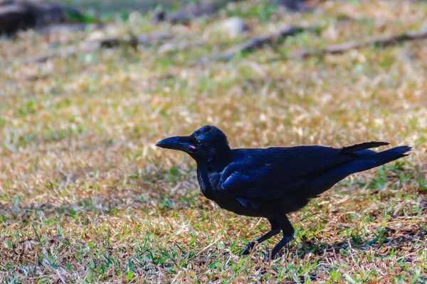 Chiudi Corvo Nero Nel Parco Pubblico Corvus Corone Comune Corvo — Foto Stock