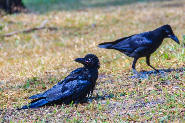 Bliska Czarny Kruk Parku Publicznego Corvus Corone Często Czarny Kruk — Zdjęcie stockowe