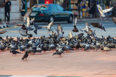 Bangkok, Tayland için yürüyüş sokakta güvercin kalabalık. Güvercin bulanık Grup gıda için üzerinde mücadele, birçok Tayland tapınak yakınında güvercin mücadele. Seçici odak