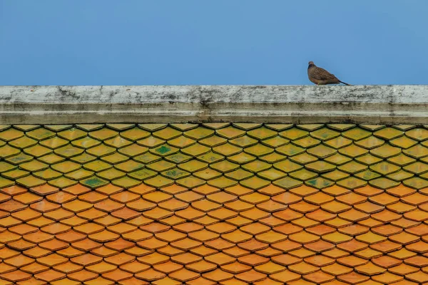 Gri Güvercin Turuncu Sırtta Tıraşlama Çatı Mavi Gökyüzü Arka Plan — Stok fotoğraf