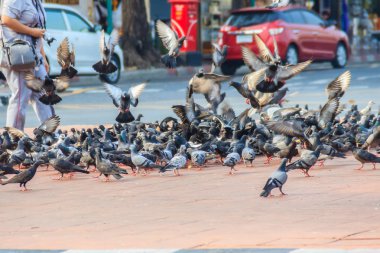 Bangkok, Tayland için yürüyüş sokakta güvercin kalabalık. Güvercin bulanık Grup gıda için üzerinde mücadele, birçok Tayland tapınak yakınında güvercin mücadele. Seçici odak