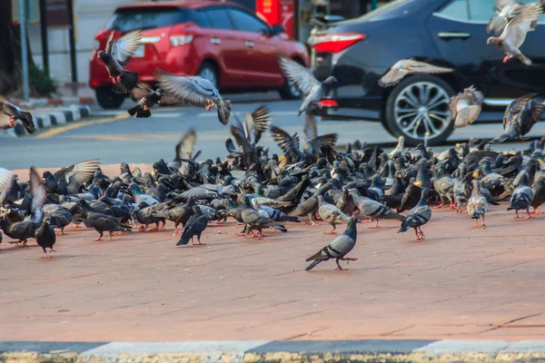 Crowd Pigeon Walking Street Bangkok Thailand Blurred Group Pigeons Fight — Stock Photo, Image