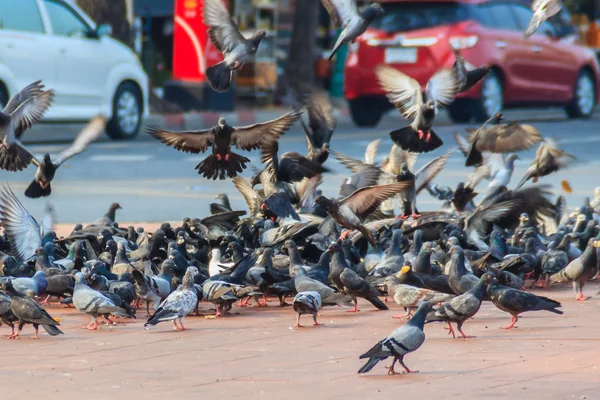 Taubenscharen Auf Der Fußgängerzone Bangkok Thailand Eine Verschwommene Gruppe Von — Stockfoto