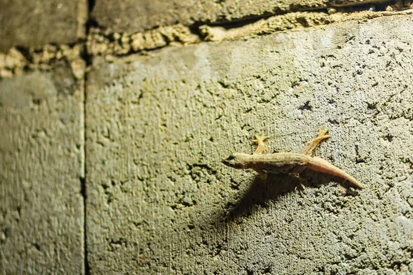 Nocy Bliska Jaszczurka Mur Cegły Streszczenie Tło Mur Cegły Jaszczurka — Zdjęcie stockowe