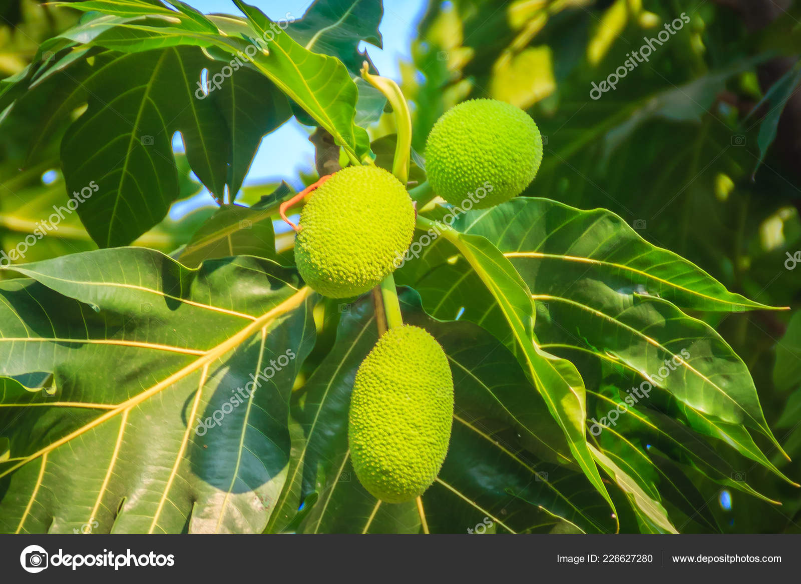 種子植物 - Wikipedia, image size:1600x1167