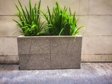 Ofis Binası çevresinde beton tencerede güzel yeşil çalı.