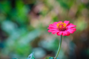 Güzel tek pembe Zinnia çiçeği üstten görünüm (Zinnia violacea süvarileri) yaz bahçesinde güneşli.
