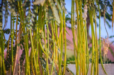 Yeşil ve sarı tohum pods bir uğultu ağacın üzerinde kuş, Humming kuşu ağaç, Kelebek ağacı, Agati (Sesbania grandiflora) Agasta, Sesban, sebze kapatın. 