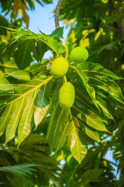 Yeşil yaprakları ile ağaç üzerinde genç yeşil meyveler (Artocarpus altilis) meyve görünümü kapatın. Ekmek meyve ağacı Güney Pasifik'te kökenli ve sonunda Oceania geri kalanına yayılan. 