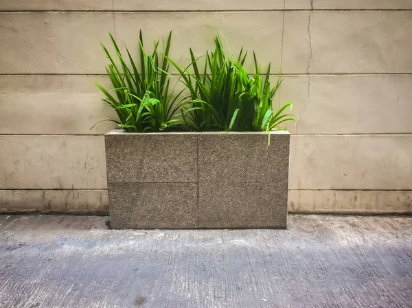 Bellissimo Cespuglio Verde Vaso Cemento Intorno All Edificio Uffici — Foto Stock