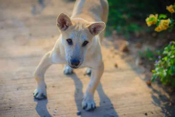 Λευκό Αναπηρία Σκυλί Που Στέκονται Τσιμεντένιο Πάτωμα Πρωί Και Γαβγίζει — Φωτογραφία Αρχείου