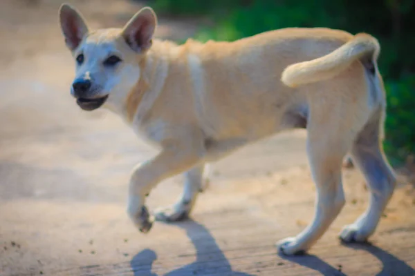 Perro Blanco Discapacitado Que Para Suelo Hormigón Por Mañana Ladra — Foto de Stock