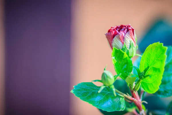 Sloot Van Jonge Hibiscus Rosa Sinensis Ritzy Ook Wel Bekend — Stockfoto