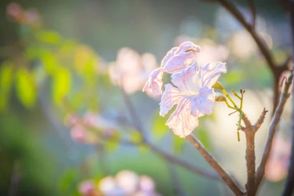 Primer Plano Trompeta Rosa Tabebuia Rosea Flores Árbol Con Ramas —  Fotos de Stock