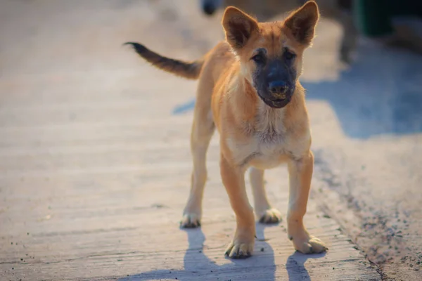 Perro Marrón Que Para Suelo Hormigón Por Mañana Mirando Ladrando — Foto de Stock