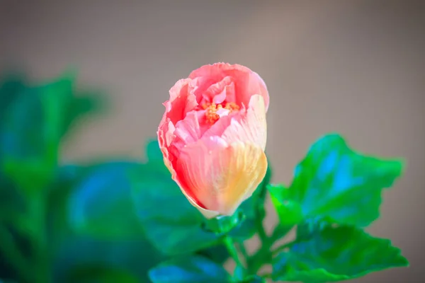 Fechado Jovem Hibiscus Rosa Sinensis Ritzy Também Conhecido Como Hibisco — Fotografia de Stock