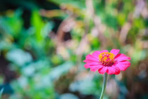 Mooi Één Roze Zinnia Bloem Bovenaanzicht Zomertuin Zinnia Violacea Cav — Stockfoto