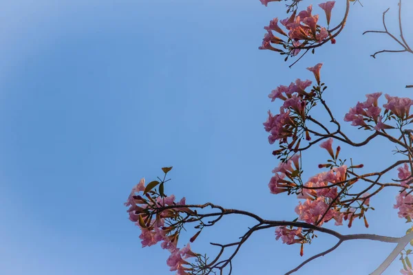 Feche Flores Trompete Rosa Tabebuia Rosea Árvore Com Ramos Folhas — Fotografia de Stock