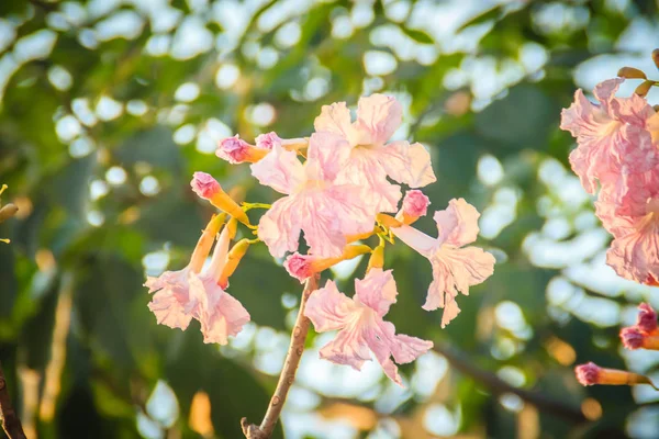 Primer Plano Trompeta Rosa Tabebuia Rosea Flores Árbol Con Ramas —  Fotos de Stock