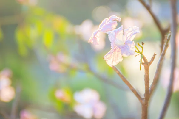 Primer Plano Trompeta Rosa Tabebuia Rosea Flores Árbol Con Ramas —  Fotos de Stock