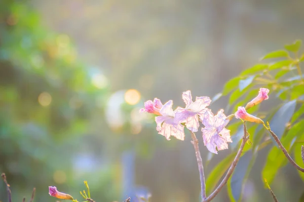 Close Roze Trompet Tabebuia Rosea Bloemen Boom Met Takken Bladeren — Stockfoto