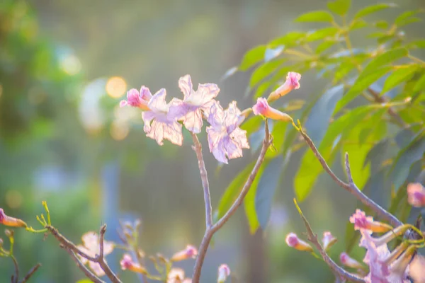 Primer Plano Trompeta Rosa Tabebuia Rosea Flores Árbol Con Ramas —  Fotos de Stock