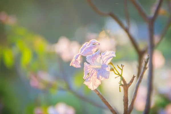 Close Pink Trumpet Tabebuia Rosea Flowers Tree Branches Leaves Tabebuia — Stock Photo, Image