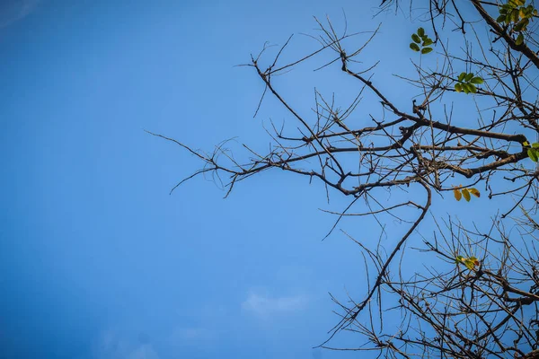 Autunno Albero Rami Astratto Cielo Blu Sfondo Rami Albero Contro — Foto Stock