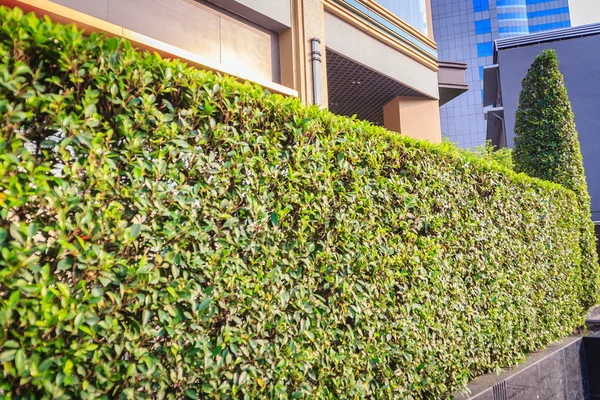 Groene Hedge Hek Muur Voorkant Van Het Kantoorgebouw — Stockfoto