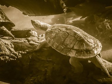 Reeves kaplumbağa veya Çince gölet kaplumbağa (Mouremys reevesii) güneşin rock veya günlük basks ister semiaquatic kaplumbağa olduğunu.